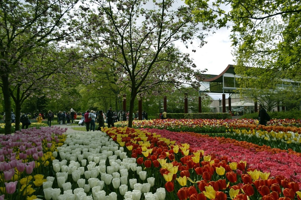tulip garden netherlands season amsterdam