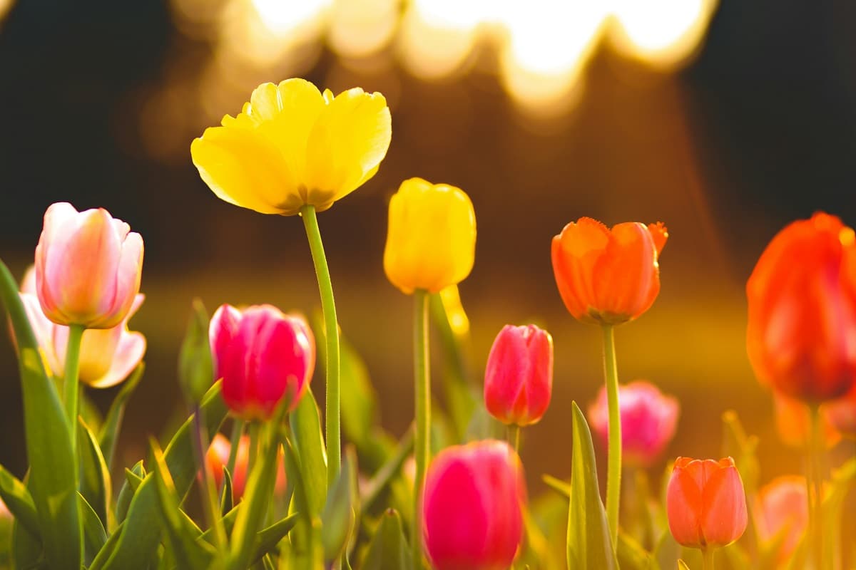 tulip garden in amsterdam season