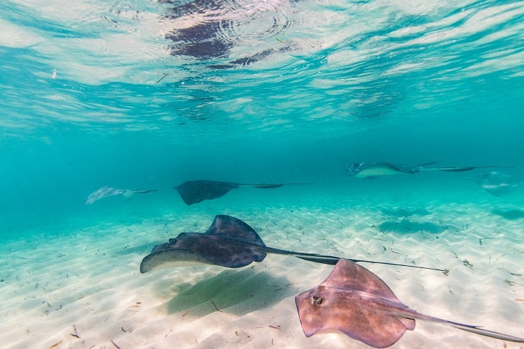 sea rays at gun cay bahamas island