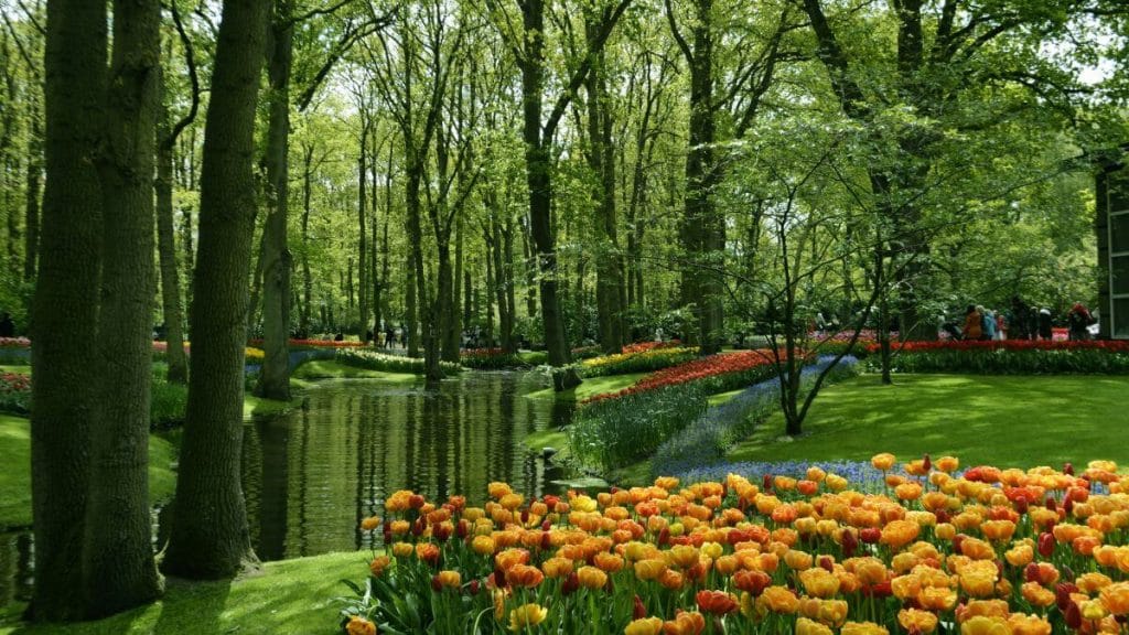 tulips garden in amsterdam netherlands
