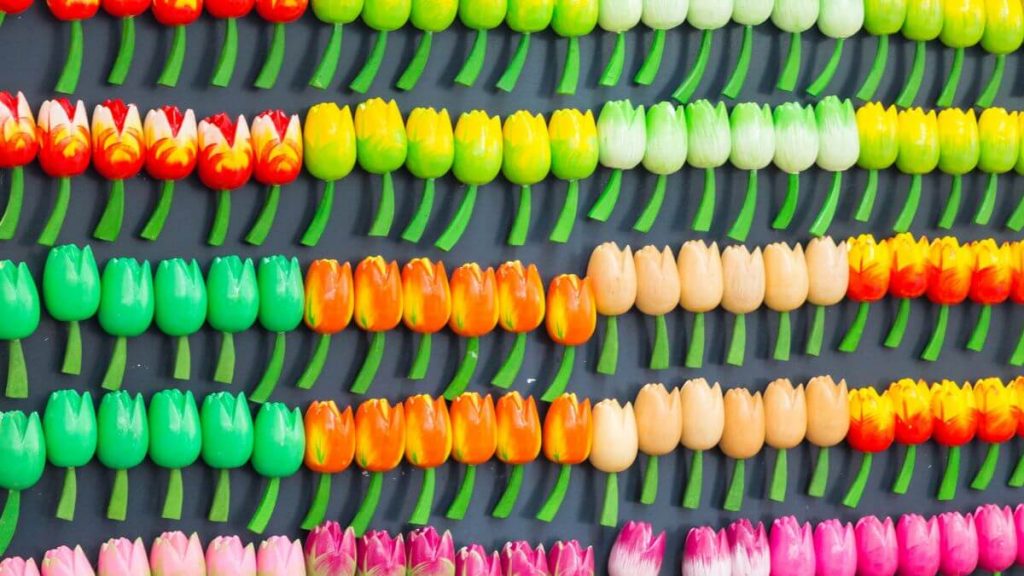Tulip Bulbs Souvenir