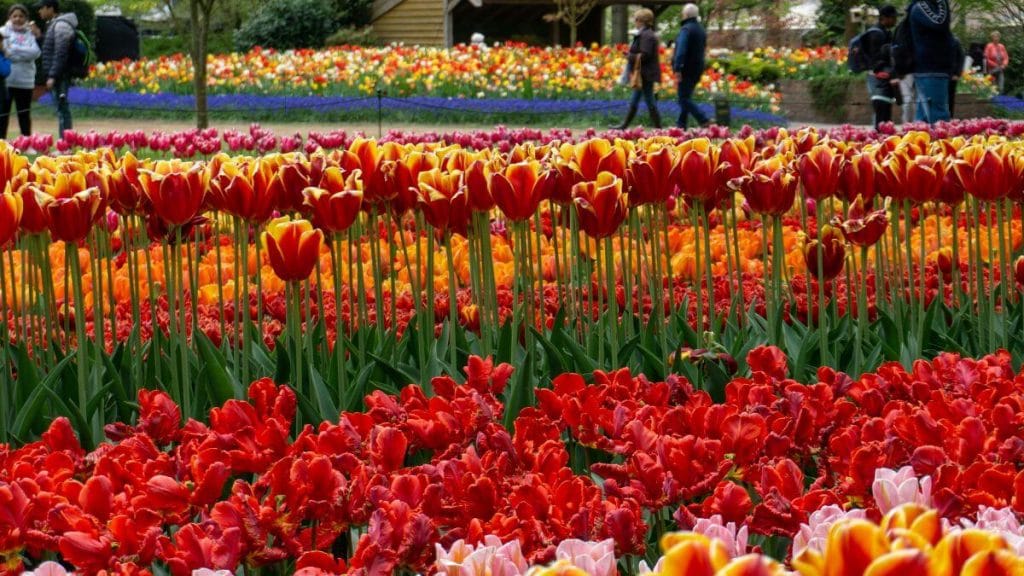 best things to visit -Keukenhof Gardens