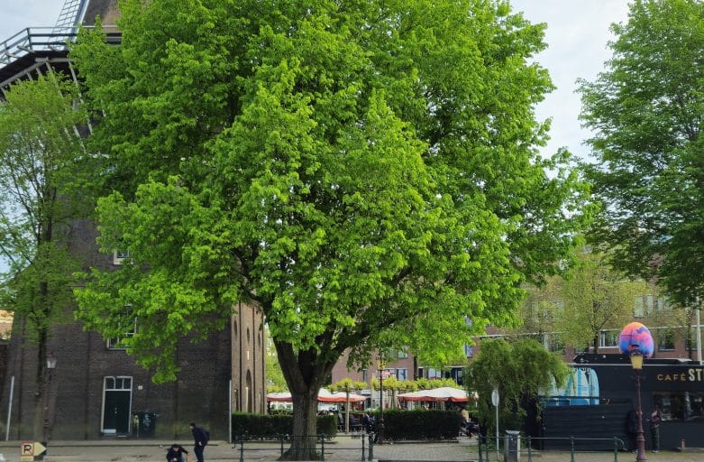 ritz private boat amsterdam windmill