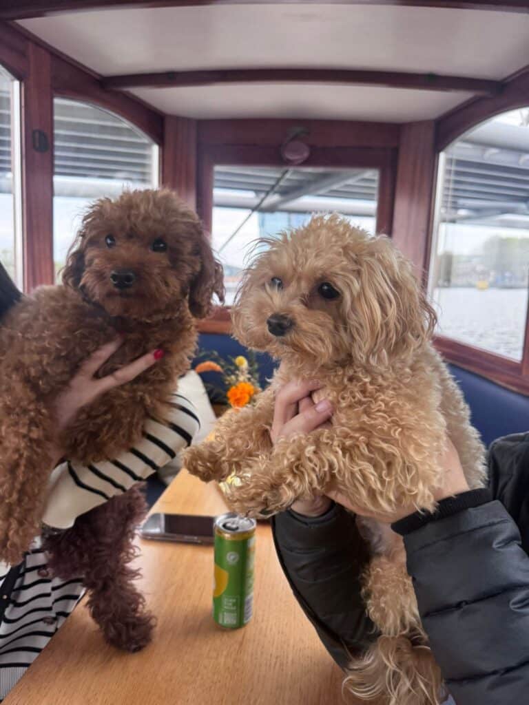private amsterdam canal cruise dog friendly